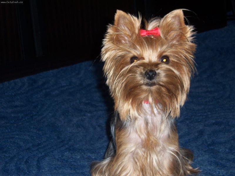 Foto: Nikynka-�ek�m hod� my ten balonek