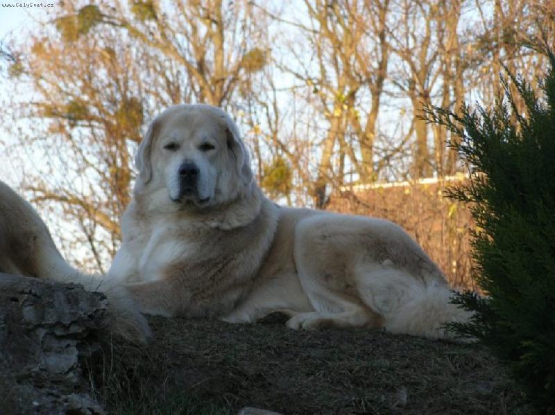 Foto: Elza z Ka�insk� louky ch.st.Donno Grogs