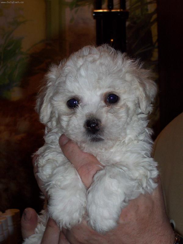 Foto: nov� p��r�stek-Savannah