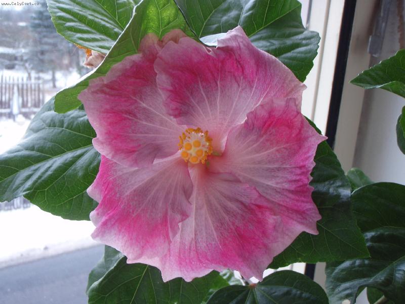 Foto: Carmen Keene-Carmen Keene