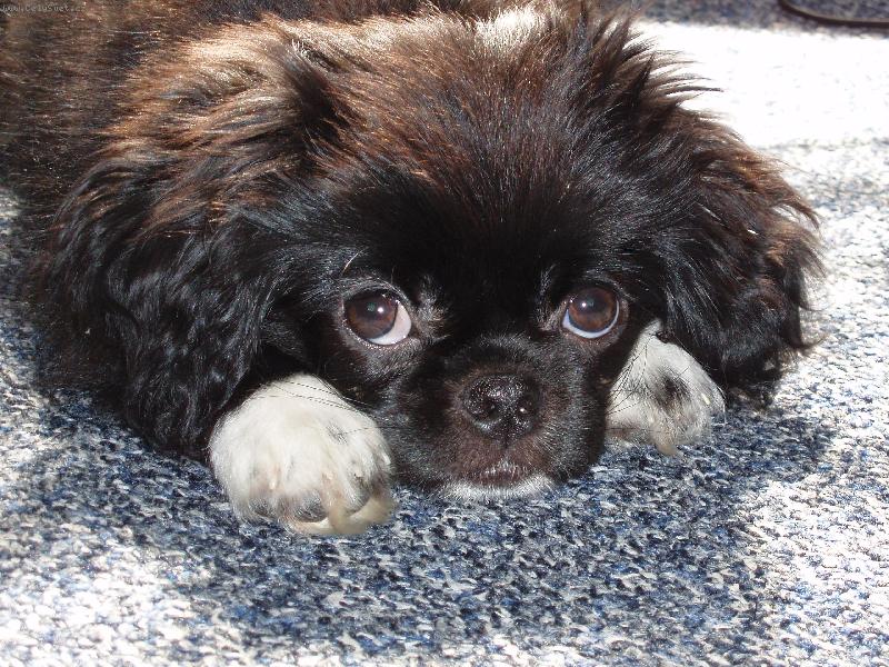 Foto: svatou�ek-tak se tv���m, kdy� n�co provedu