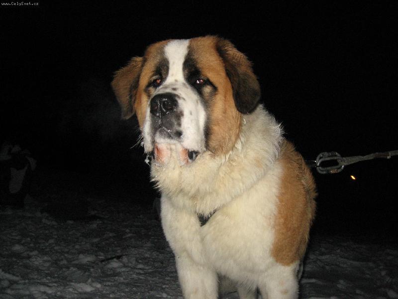 Foto: Bozsoki Harci Dirk-import ma�arsko-pozor na lumpa