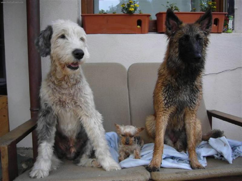 Foto: Gr�tinka  15 let-Gr�tinka 15 let, Bobtail 15,5 let, Malinois 2 roky