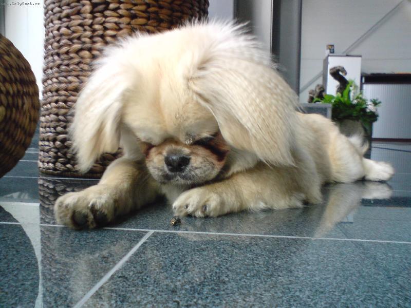 Foto: Aha, na�iel som muchu . . .-�a�u�ko