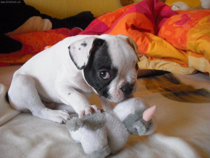 Foto: N� Dane�ek