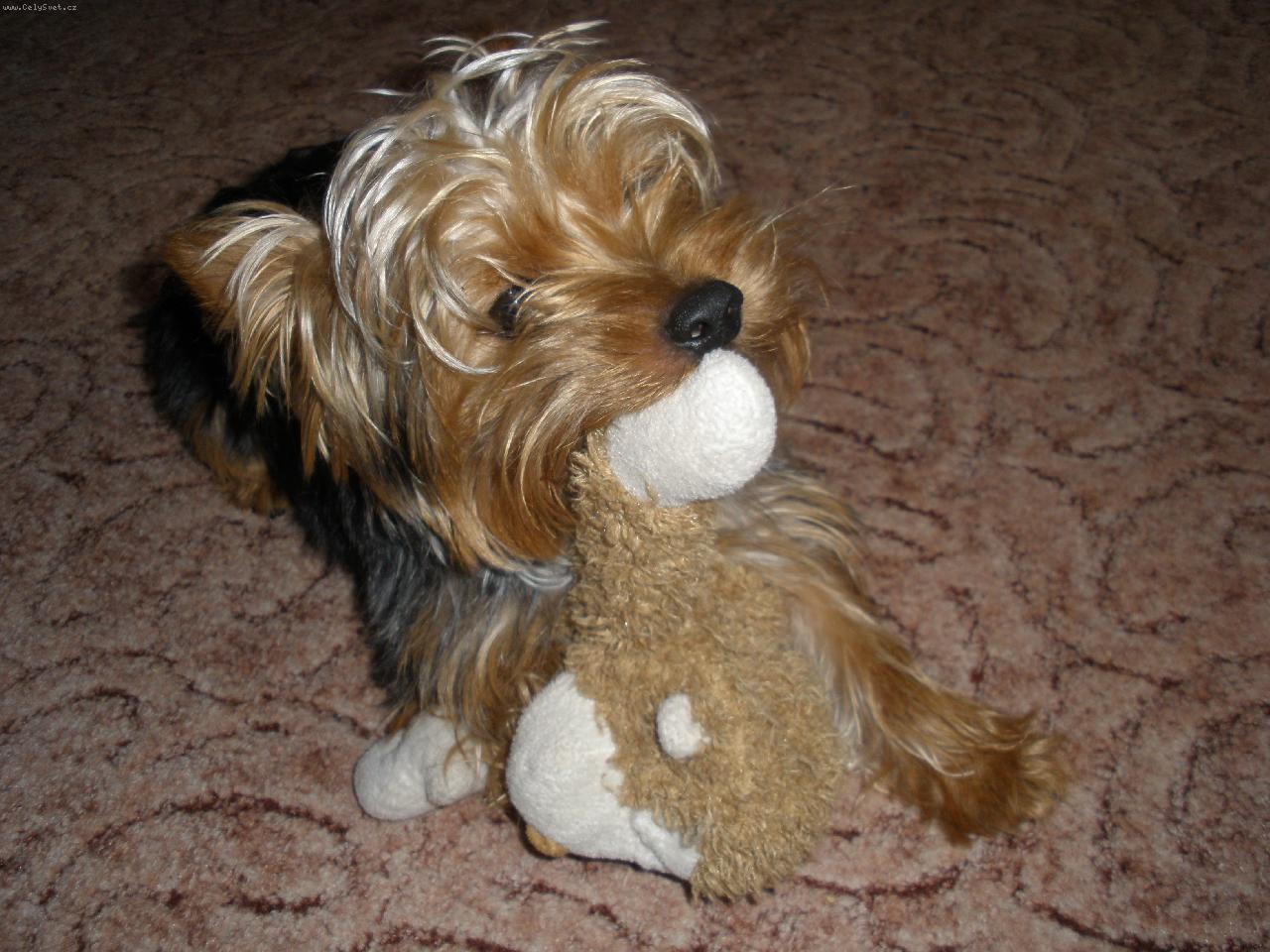 Foto: m�j mil��ek Terry-zakousnu t�!!:)
