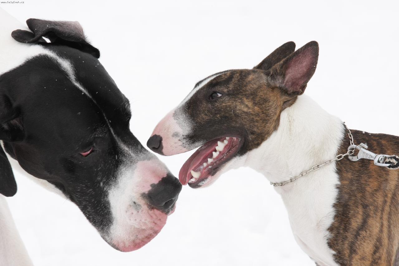 Foto: Minibul a doga