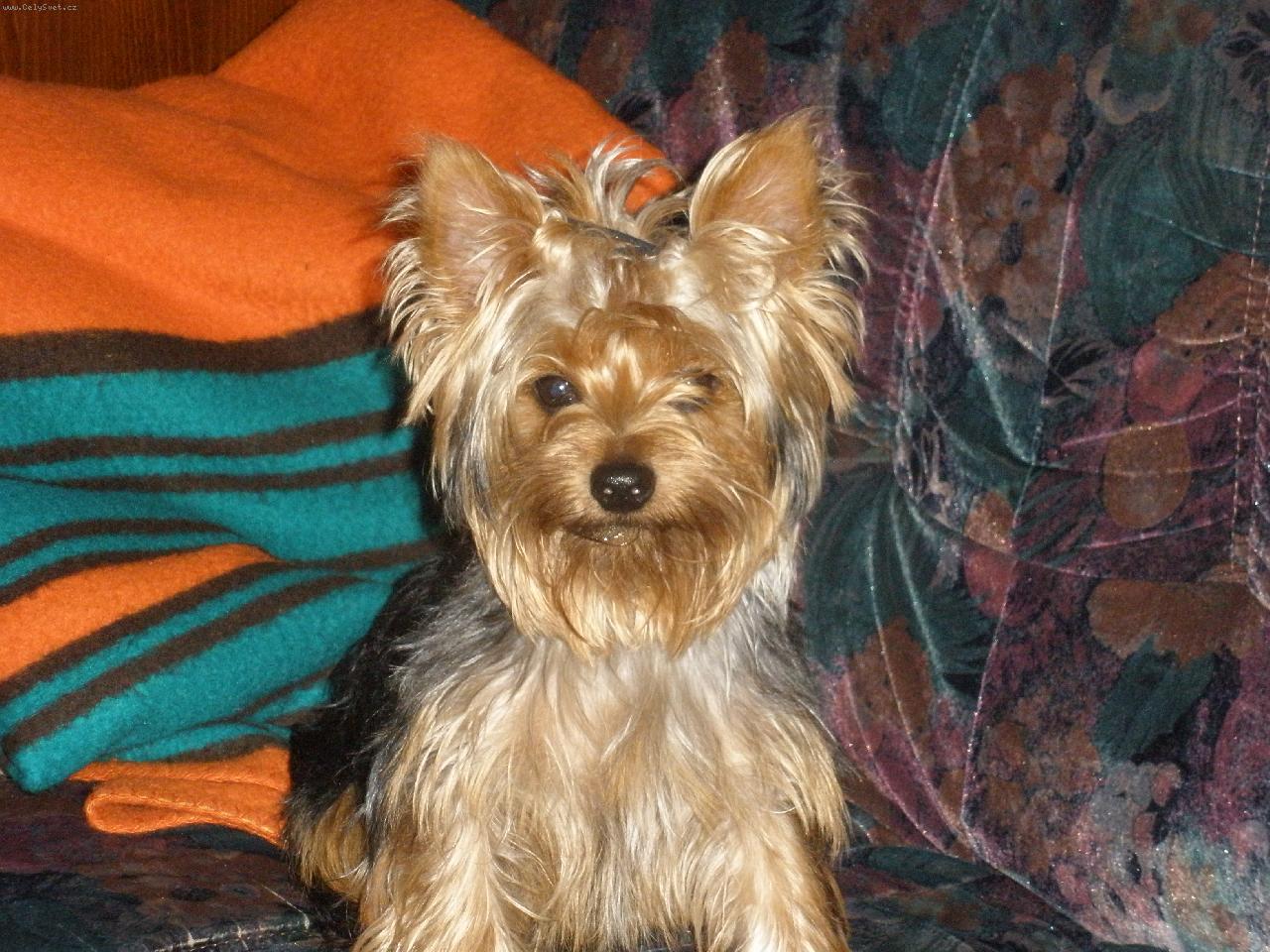Foto: M�j mil��ek Terry-krasavec:)))