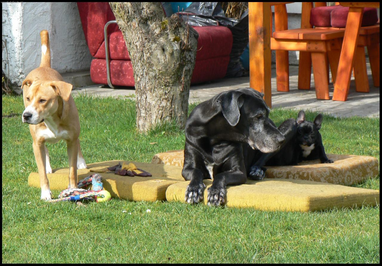 Foto: Rodinka-Doga, k���k a buldo�ek