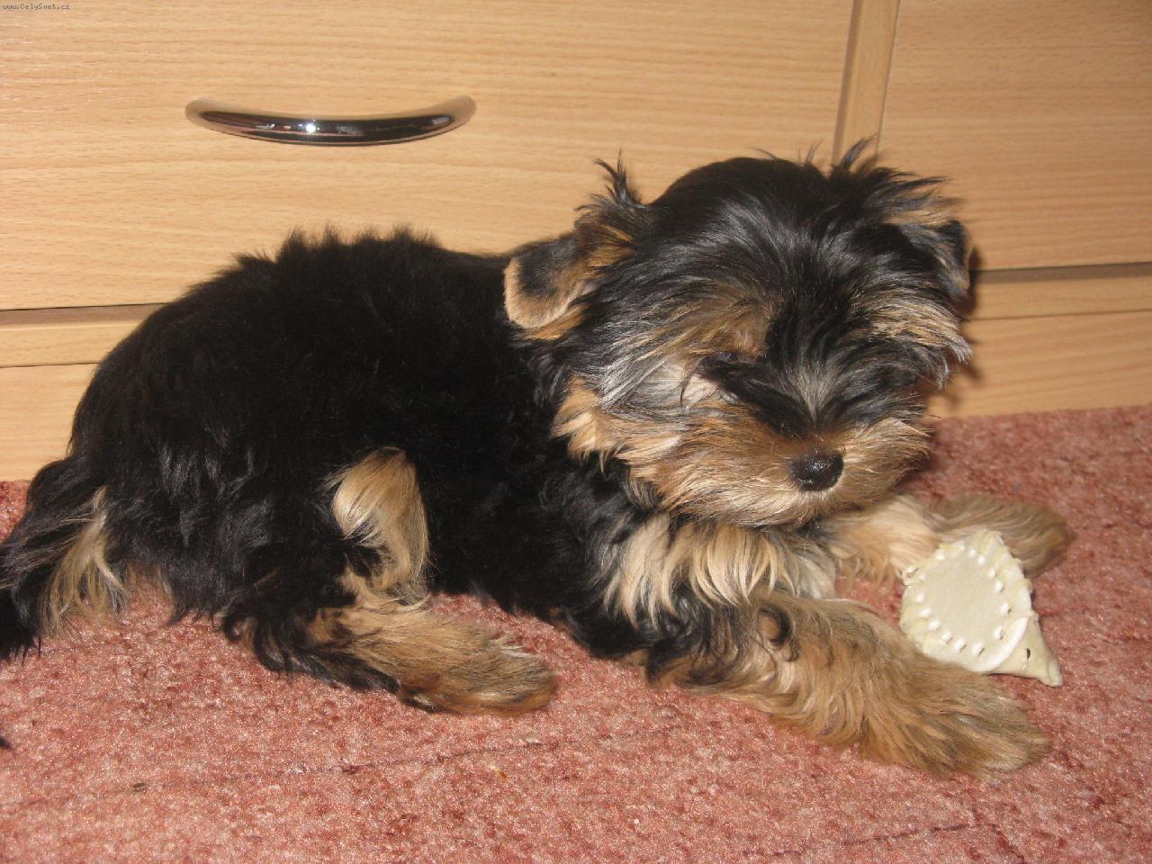 Foto: Prvn� den u nov� pani�ky :o)