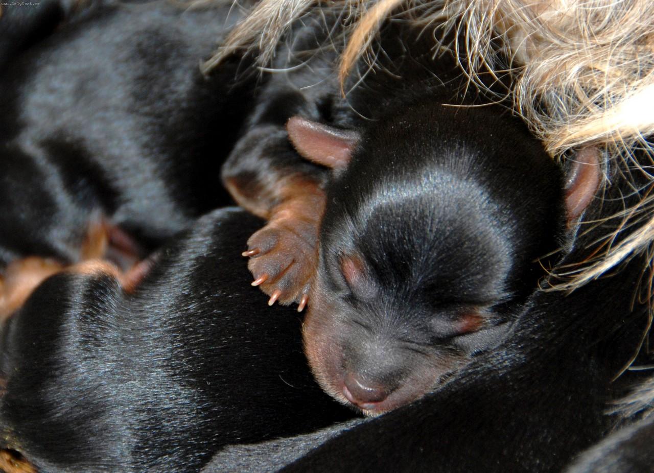 Foto: York��rsk� terier-�t���tko star� jeden den mo�n� Lucky