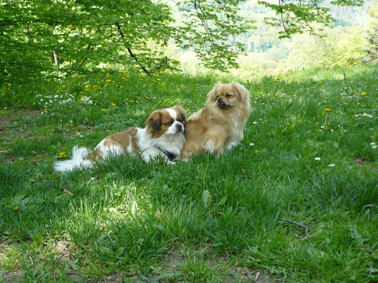 Foto: V�let v Hradci n.M.-V�let v Hradci n.M.