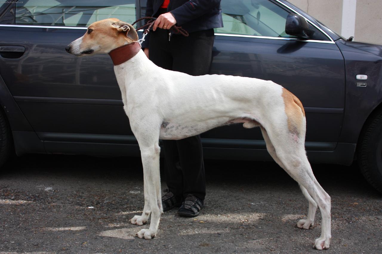 Foto: Ak�cvir�g von der H�lap�nz-Klubov� v�stava �esk� Bud�jovice