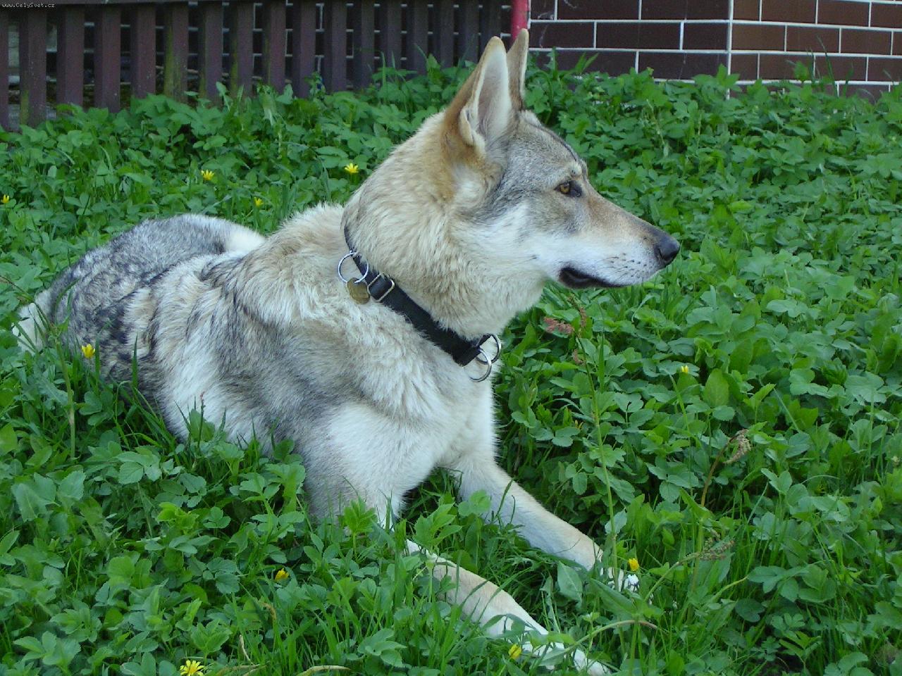 Foto: Brita, Karpatsk� bandita