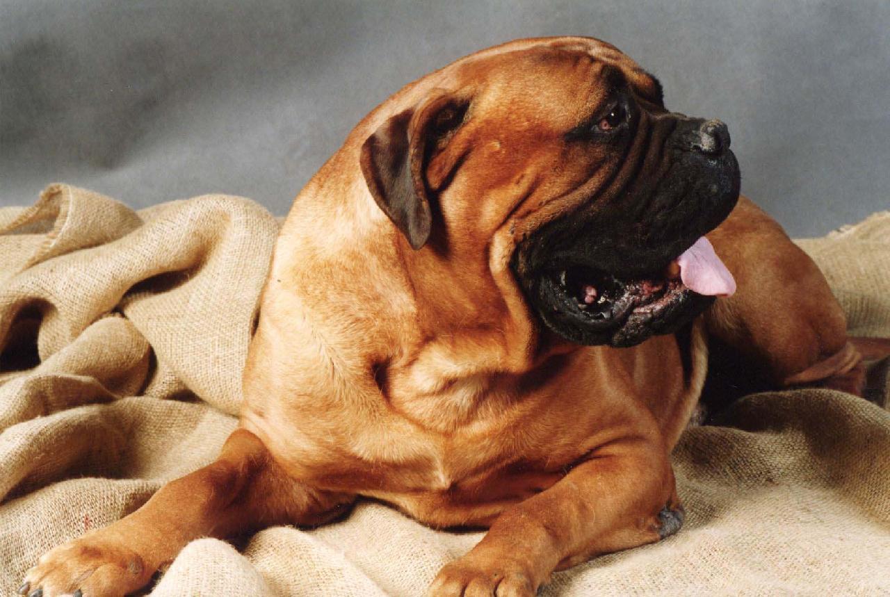 Foto: badi angmus-kamo�