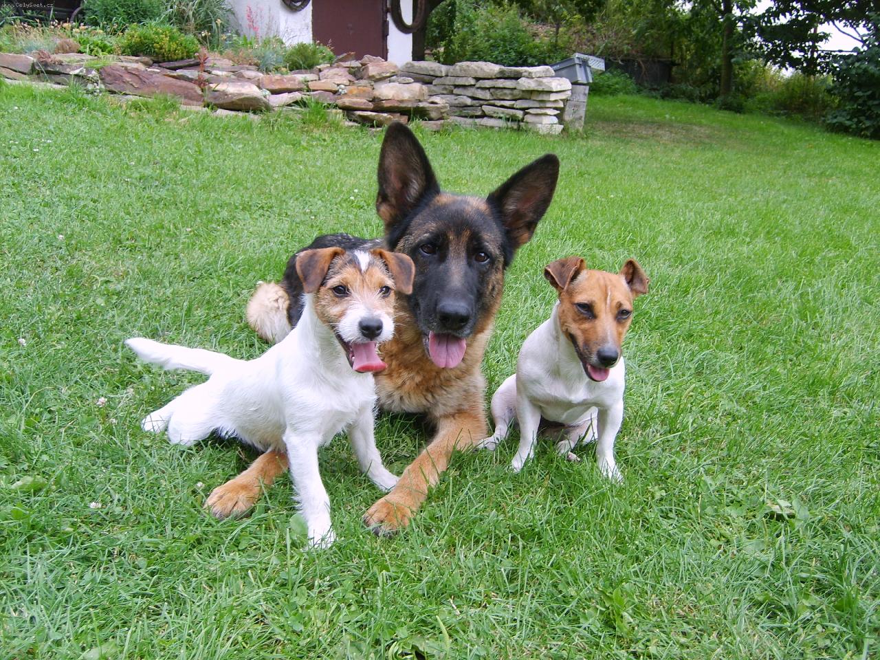 Foto: p�zov�n�-moje ps� hol�i�ky