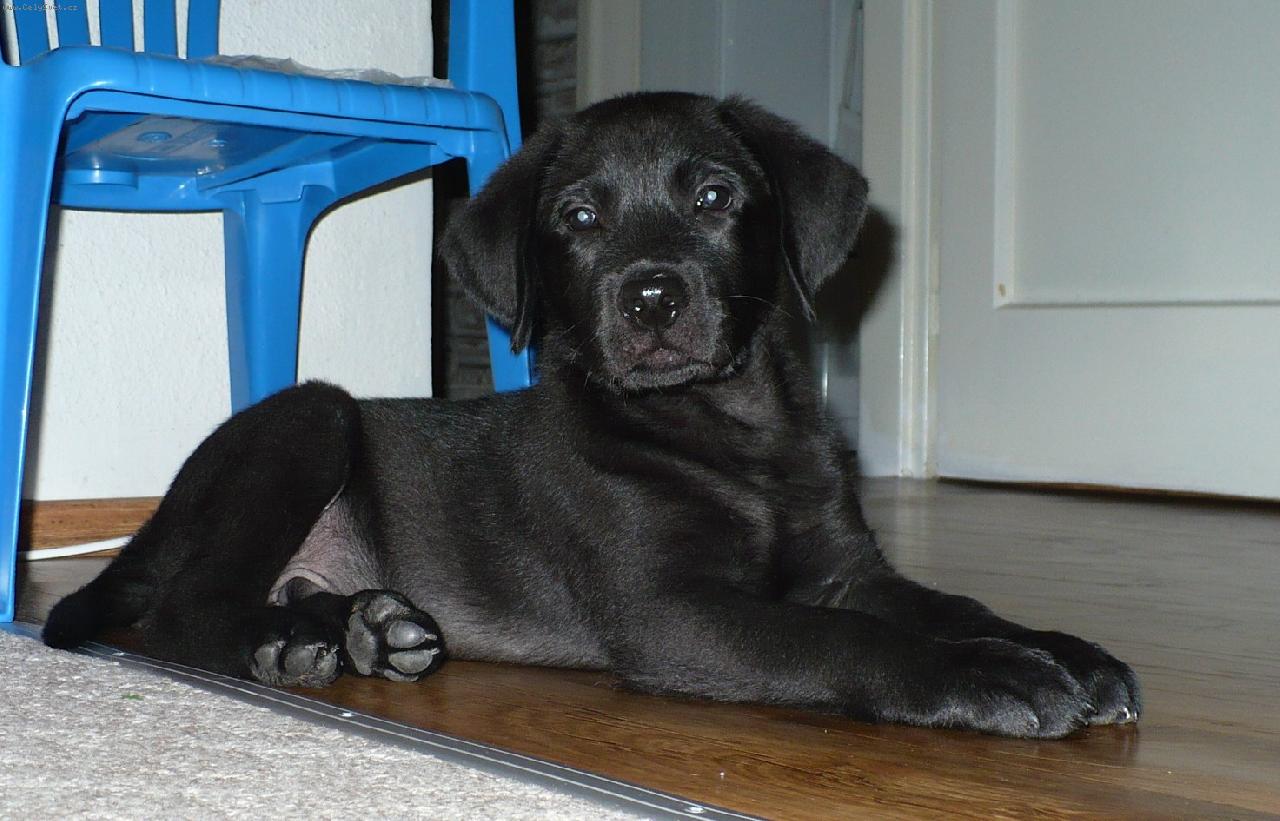 Foto: Elvis z Bohyne lovu-frajer