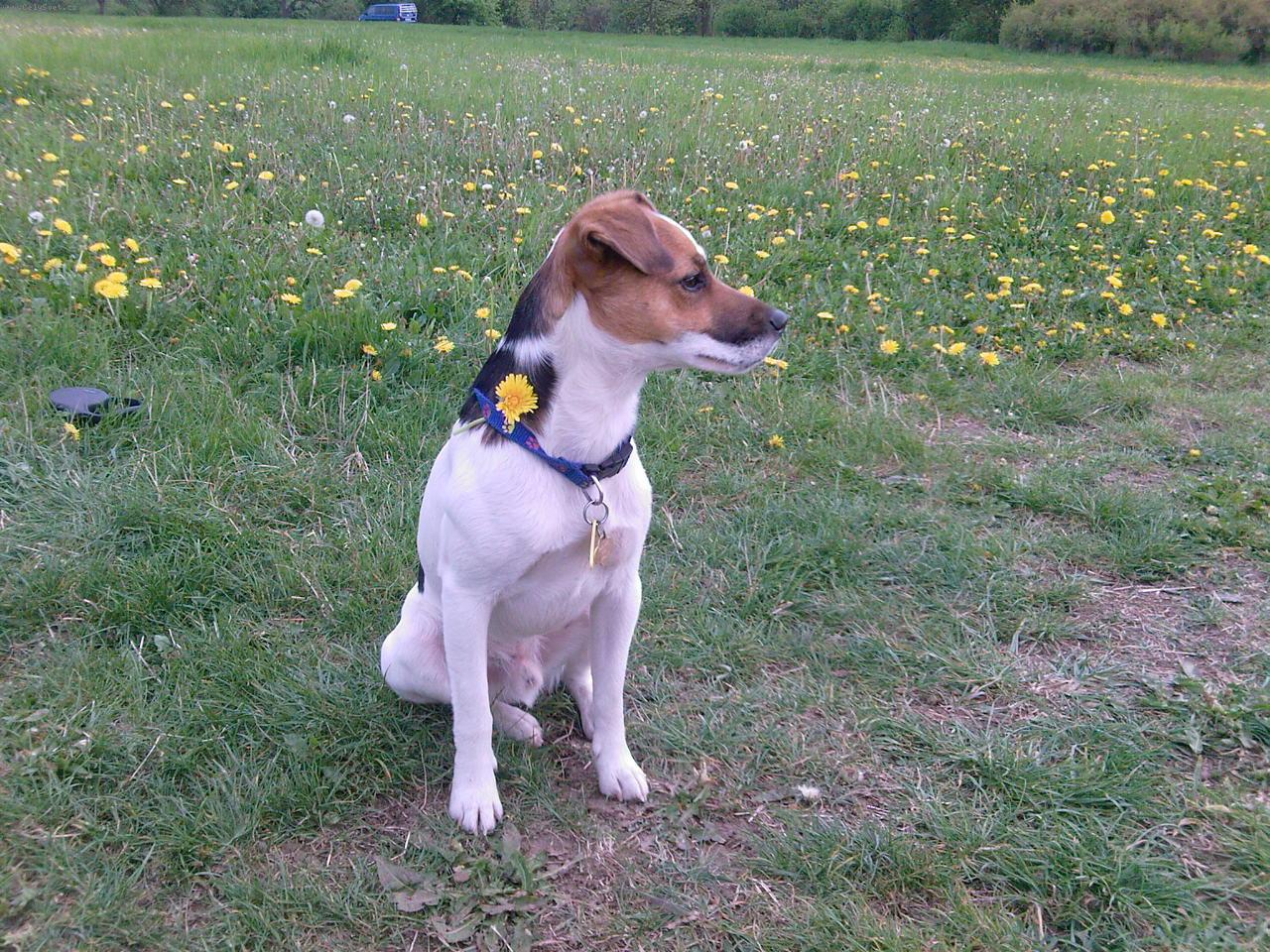 Foto: Max�k z �st� nad Labem-Max�k jako model na louce