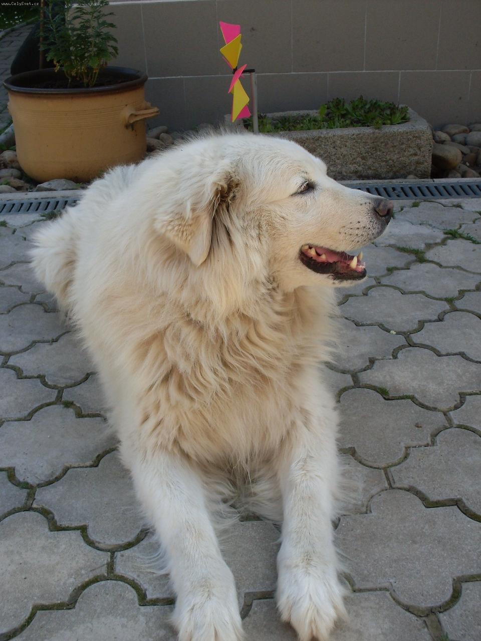 Foto: jednoho m�m doma-Alan 2