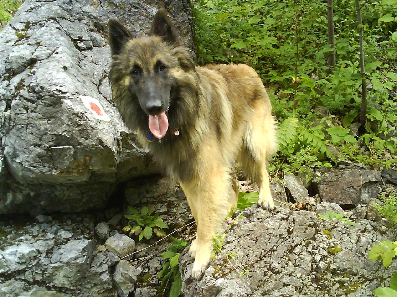 Foto: BASKO Almur Royal-na v�lete