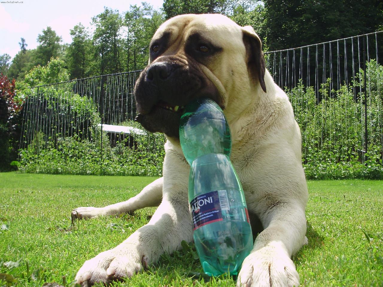 Foto: kde to �ije tam je MATTONI ...