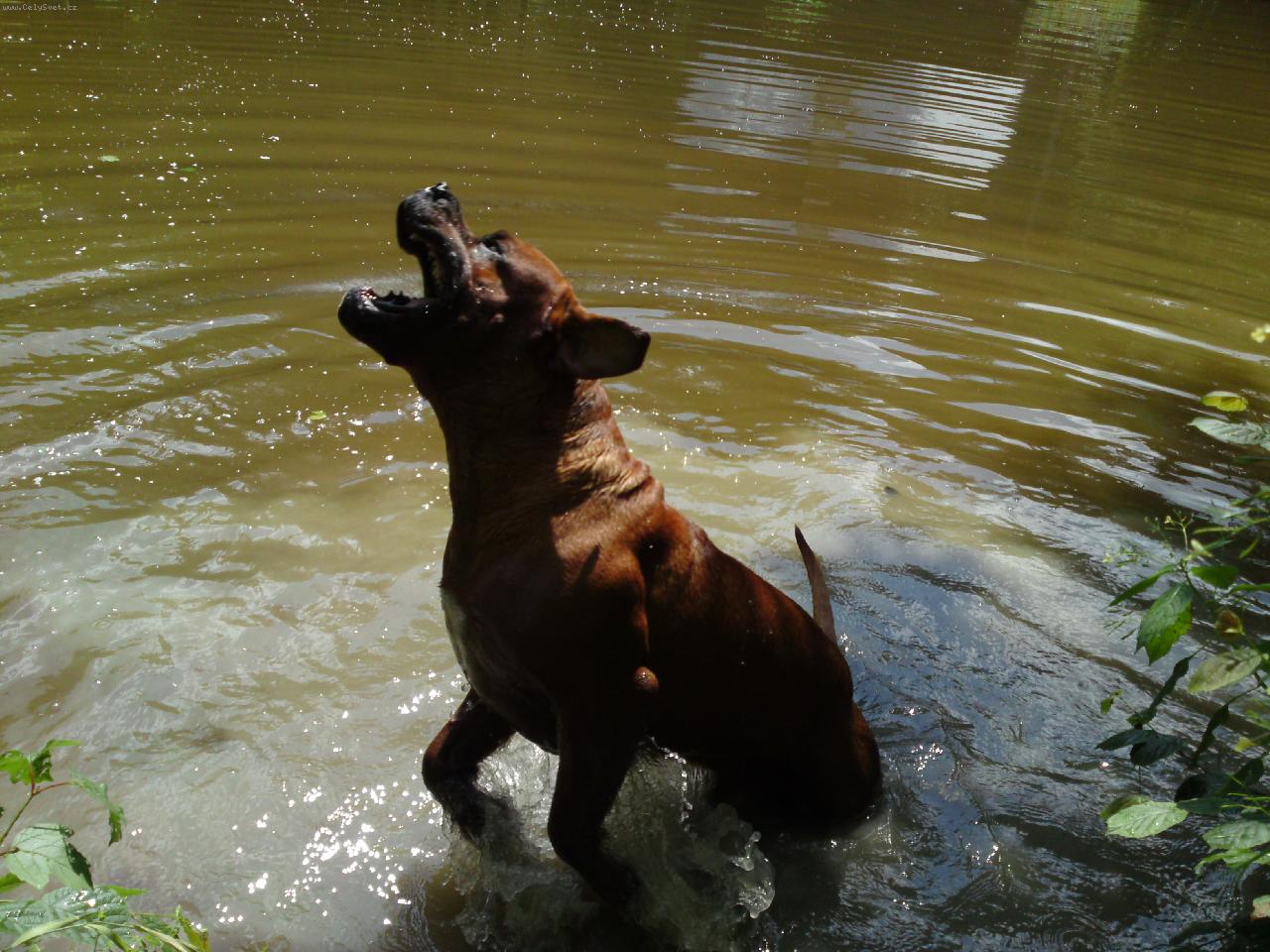 Foto: U vody je to ono