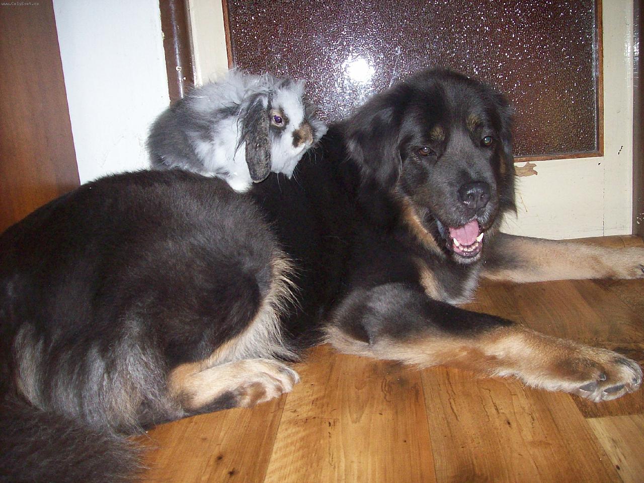Foto: .... spolu je nám dobře .....-králík adopoval psa, nebo snad naopak....?