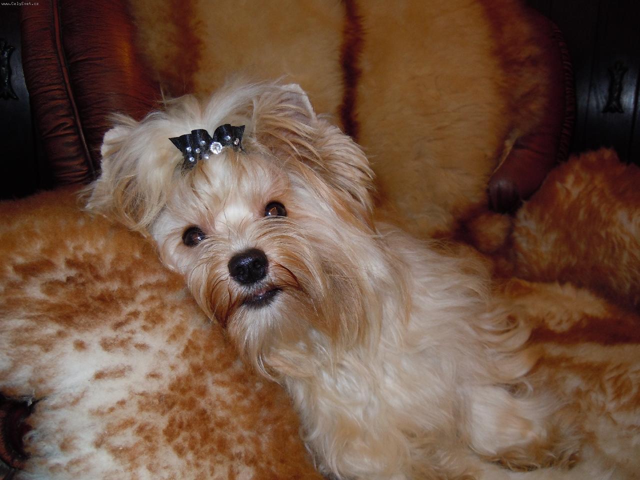 Foto: Baileys golddust yorkshire-  N� mal� Casanova