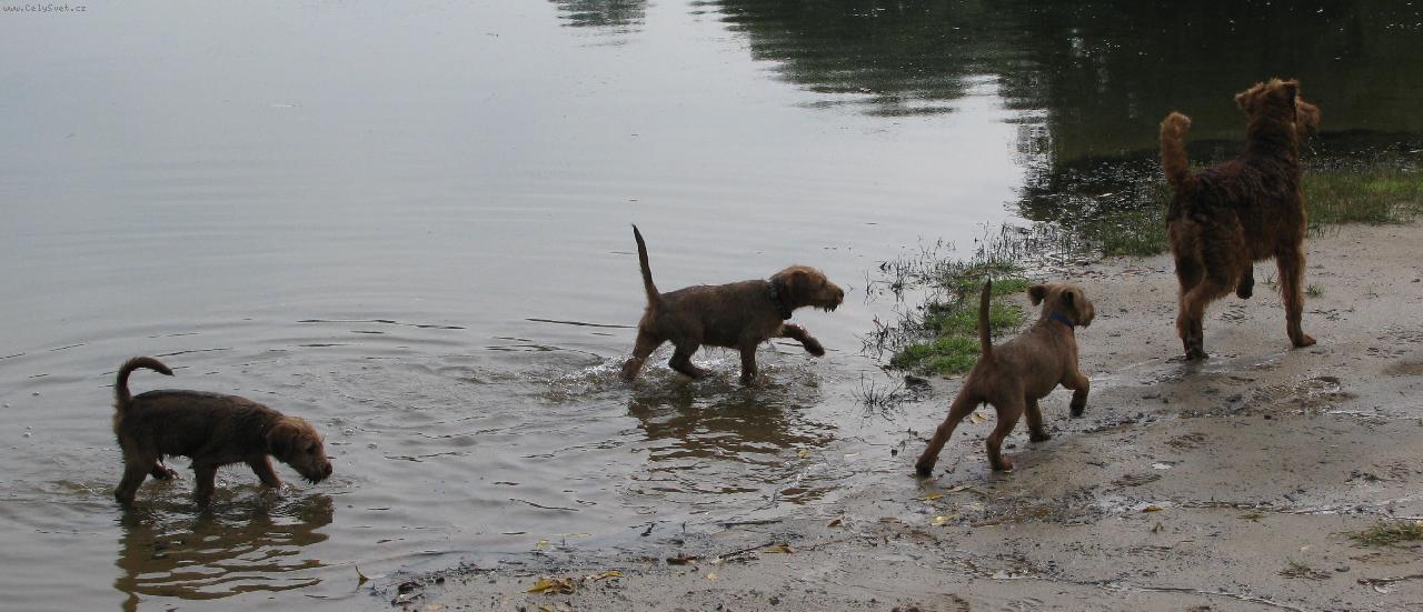 Foto: A-rose a prckov�