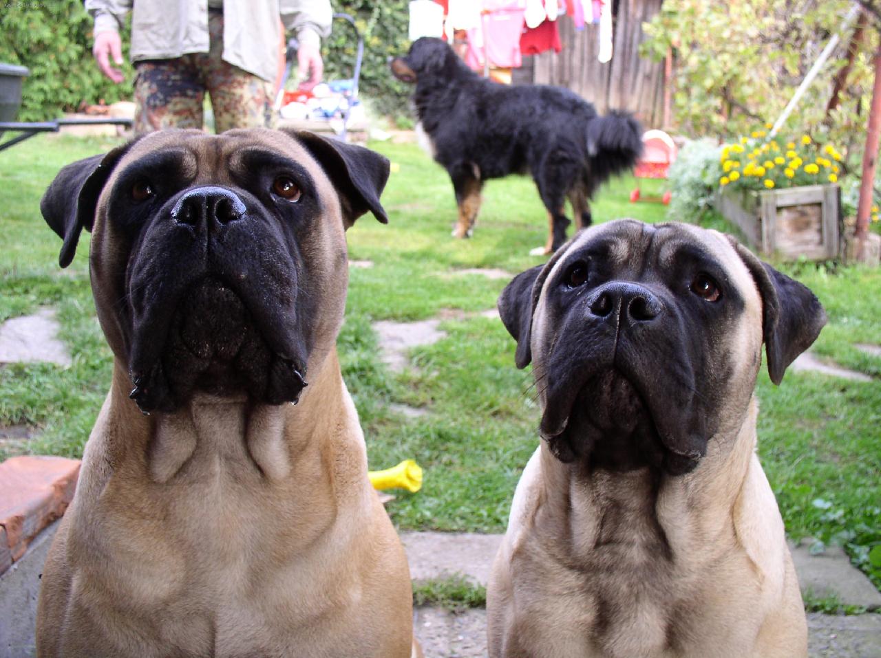 Foto: Beryll Dolihe a Athea z Bernardova-Pani�ka m� n�co dobr�ho :-)