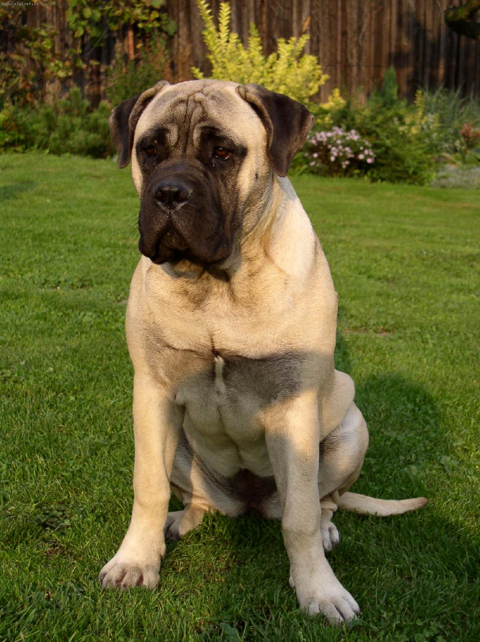 Foto: Athea z Bernardova-Athea 8 m�s�c�