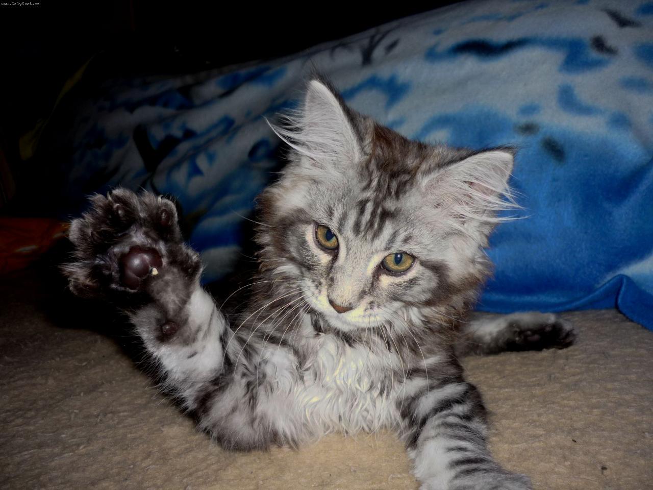 Foto: Ahojky-kocourek Maju