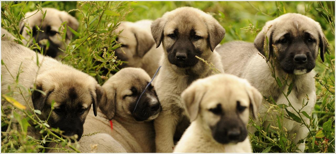 Foto: �t��ata Anatolsk�ch pasteveck�ch ps�