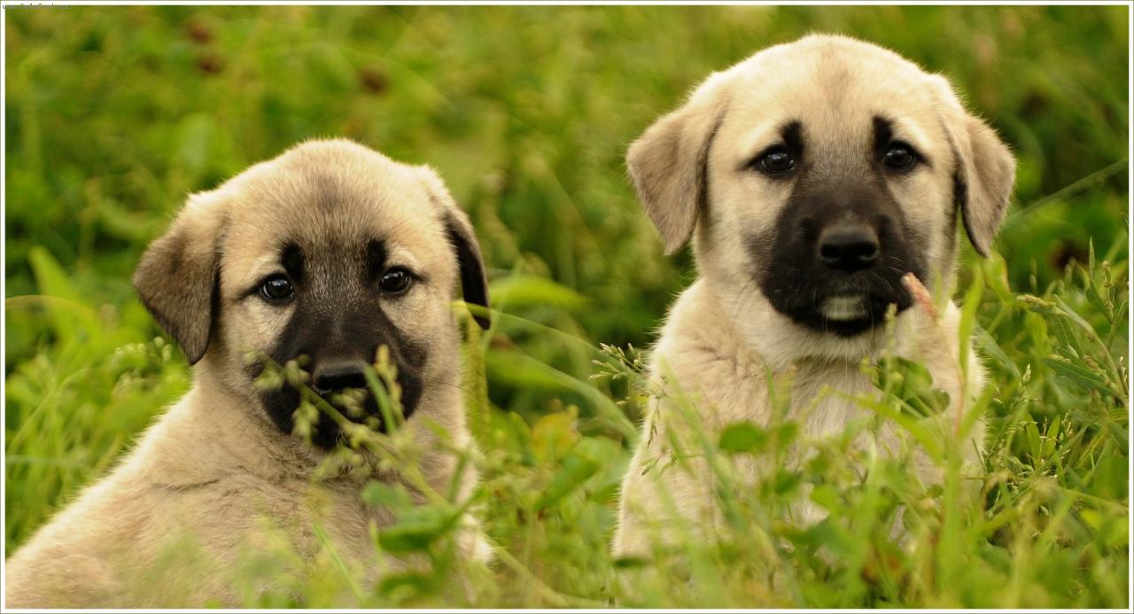 Foto: �t��ata Anatolsk�ch pasteveck�ch ps� 2012-v CHS AriaDor Tis� srpen 2012