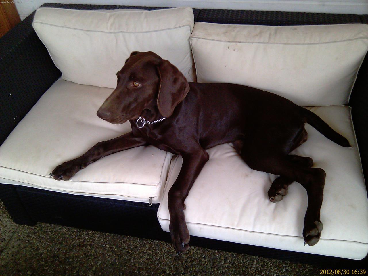 Foto: N�meck� kr�tkosrst� oha�