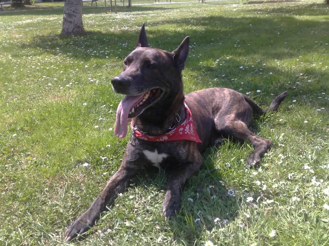 Foto: k��enec holandsk�ho ov��ka-JACKYLL