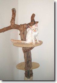 Kočičí strom s Matýskem