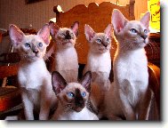 Vrh balinézkých koťat