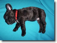 Buldo�ek Roz�rka - 7 t�dn�