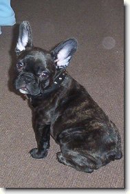 Buldo�ek Roz�rka - 3,5 m�s�ce