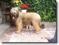 chlupat� srd��ko