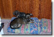 �end�k a Tob�k