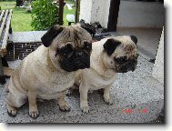 Maxmili�n a Albert