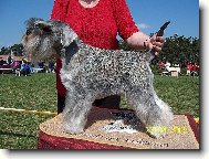 Ch. Flavie z Povod� Oharky