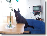 Jim je velmi chytr�