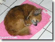 Jedenáctiletý Kubík