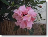 r�zovy IBISEK plnokvety