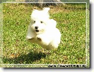 T��m�s��n� Coton de Tulear