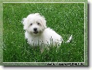 �ty�m�s��n� Coton de Tulear