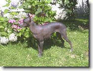 Bonie M�s��n� kv�tina